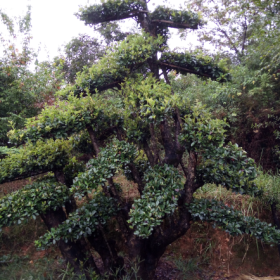 欏木石楠、紫薇、櫻花、茶花樹、赤楠、枸骨樹