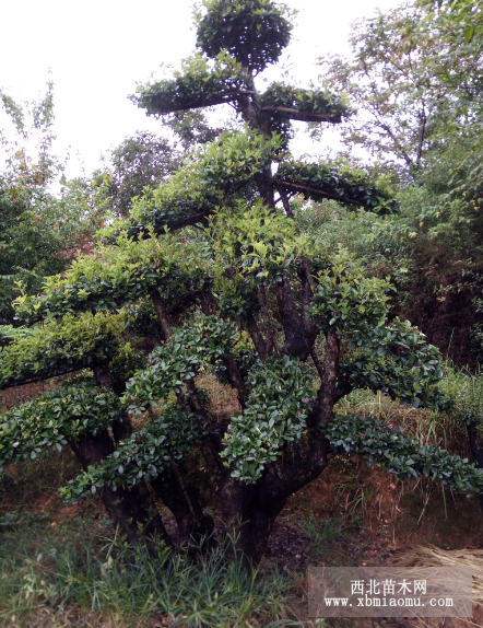 造型椤木石楠