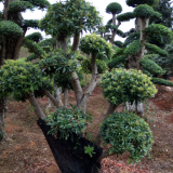 杨梅树、罗汉松、紫薇、红枫、樱花、桂花树