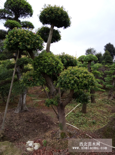 造型杨梅树