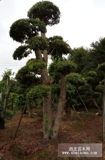 湖南造型杨梅树