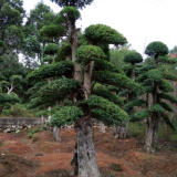 嫁接櫻花、嫁接紅楓、早櫻、晚櫻、羅漢松