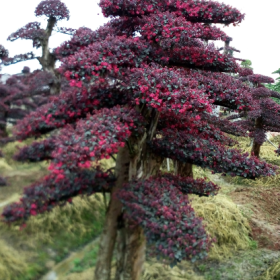 紅花繼木、紅花紫薇、楊梅樹、櫻花樹、紅楓樹、欏木石楠