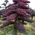 紅花繼木、紅花紫薇、楊梅樹、櫻花樹、紅楓樹、欏木石楠