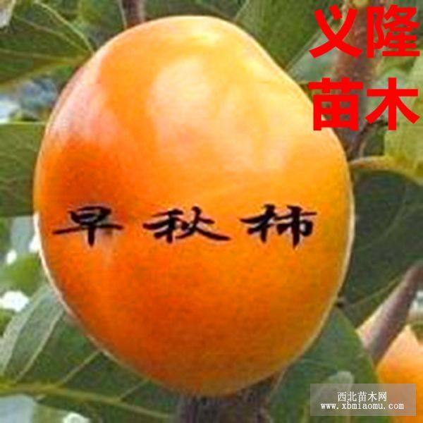 柿子苗