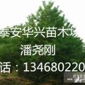 油松價格    50公分、60公分油松價格