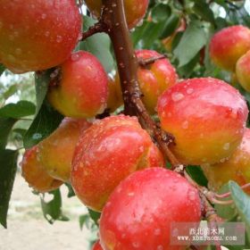 特早巨杏树苗基地 特早巨杏树苗价格 特早巨杏树苗采购