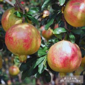 天红蛋石榴苗价格 天红蛋石榴苗热销 天红蛋石榴苗量大从优