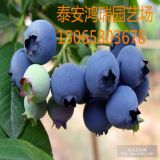 兔眼蓝莓苗价格蓝莓苗厂家 嫁接蓝莓苗 优质蓝莓苗