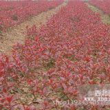 優(yōu)質(zhì)紅葉櫻花