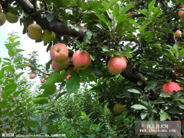 煙嘎3號(hào)蘋果苗