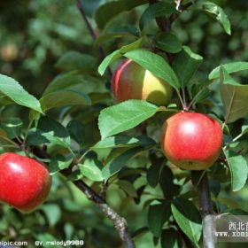 信浓红苹果苗繁殖基地 信浓红苹果苗价格