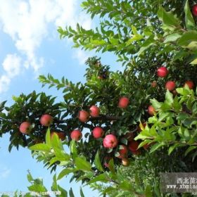 嘎啦苹果苗繁殖基地 嘎啦苹果苗价格