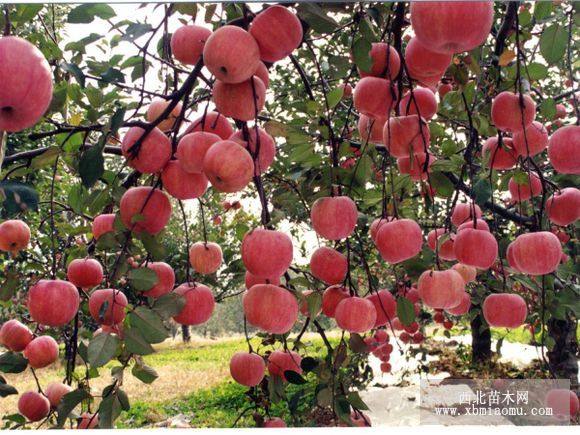 早紅星蘋果苗