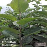 4公分紅將軍蘋果樹(shù)苗哪里有賣的 我想買柱狀蘋果苗