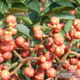 山东豆椒花椒苗报价 豆椒花椒苗基地 豆椒花椒苗供应