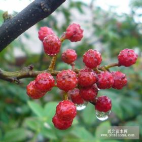 白沙椒花椒苗批发 白沙椒花椒苗采购 白沙椒花椒苗基地