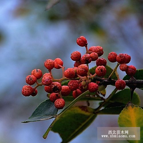 大花花椒苗报价 大花花椒苗供应 大花花椒苗无病害