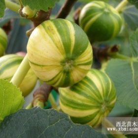 青皮无花果苗批发 青皮无花果苗价格 青皮无花果苗量大从优