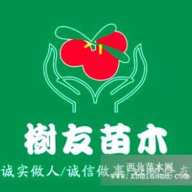 新品種由良蜜桔苗開賣，量大從優(yōu)，由良蜜桔