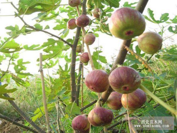 砂糖无花果苗