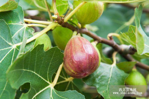 新疆早黄无花果苗