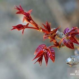 山东矮化香椿苗价格 矮化香椿苗批发 矮化香椿苗量大从优