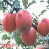 烟富苹果苗 烟富3号苹果苗