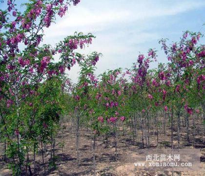 慶陽香花槐