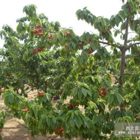 黑珍珠樱桃苗繁殖基地 黑珍珠樱桃苗价格