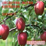 優(yōu)質(zhì)華碩蘋果苗今年行情 雙脫毒技術(shù)新蘋果苗