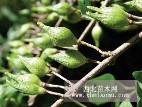 1年药用连翘苗价格±药用连翘苗±山西连翘苗±连翘苗价格