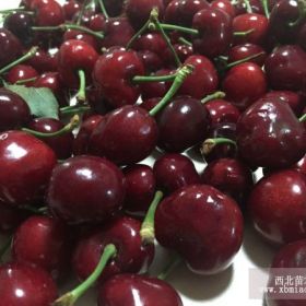 砂蜜豆樱桃苗繁殖基地 砂蜜豆樱桃苗价格