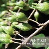 新連翹苗價(jià)格=今年藥用連翹苗價(jià)格=連翹苗價(jià)格