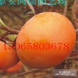 胎里紅柿子苗價格 柿子樹苗