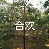 8公分合歡價(jià)格山東8公分合歡價(jià)格