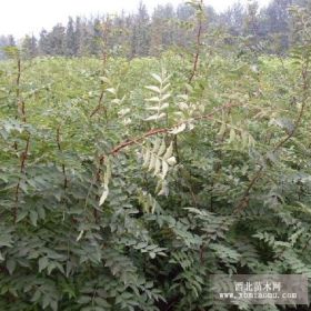 花椒苗 连翘苗 元宝枫 五角枫 栾树 刺槐 香花槐