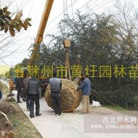 汤泉雪松价格 南京汤泉雪松 汤泉雪松产地位置