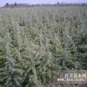 湖北雪松  湖北雪松的批发价格 湖北荆州雪松分布