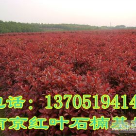 紅葉石楠，紅葉石楠問(wèn)價(jià)信息，南京石楠球?qū)嶋H價(jià)格