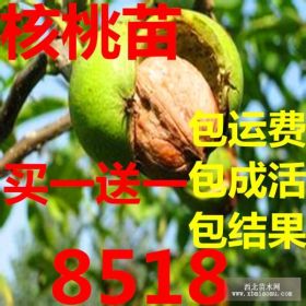 核桃苗价格=核桃苗价格