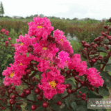 紅葉紅花紫薇 美國紅葉紫薇苗 天鵝絨紫薇 綠化工程苗