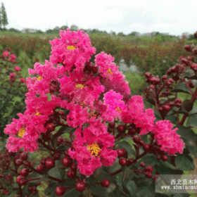 紅葉紅花紫薇 美國(guó)紅葉紫薇苗 天鵝絨紫薇 綠化工程苗