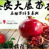 豐收紅杏樹規(guī)格