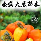 八月紅柿樹苗價(jià)格