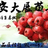 優(yōu)質歪把紅山楂小苗批發(fā)