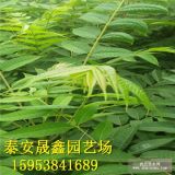 紅油香椿苗哪里有 春芽樹(shù)苗 香椿苗根系好 成活率高