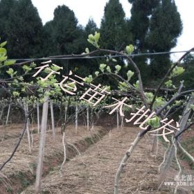 批發(fā)四川蒼溪紅心獼猴桃苗紅陽(yáng)彌猴桃嫁接苗 紅心奇異果樹(shù)苗