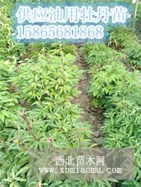 4年实生油用牡丹苗种植技术  价格是多少