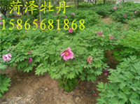 3年生芍藥苗價(jià)格 品種純 花色多